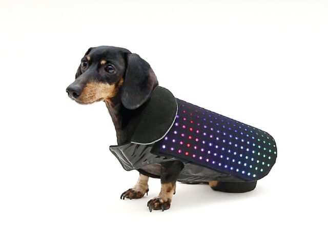 disco dog