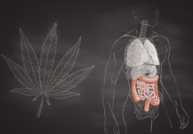 How Long Does CBD Stay in Your System