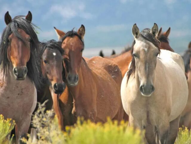 Horses