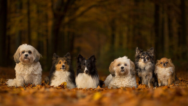 dogs