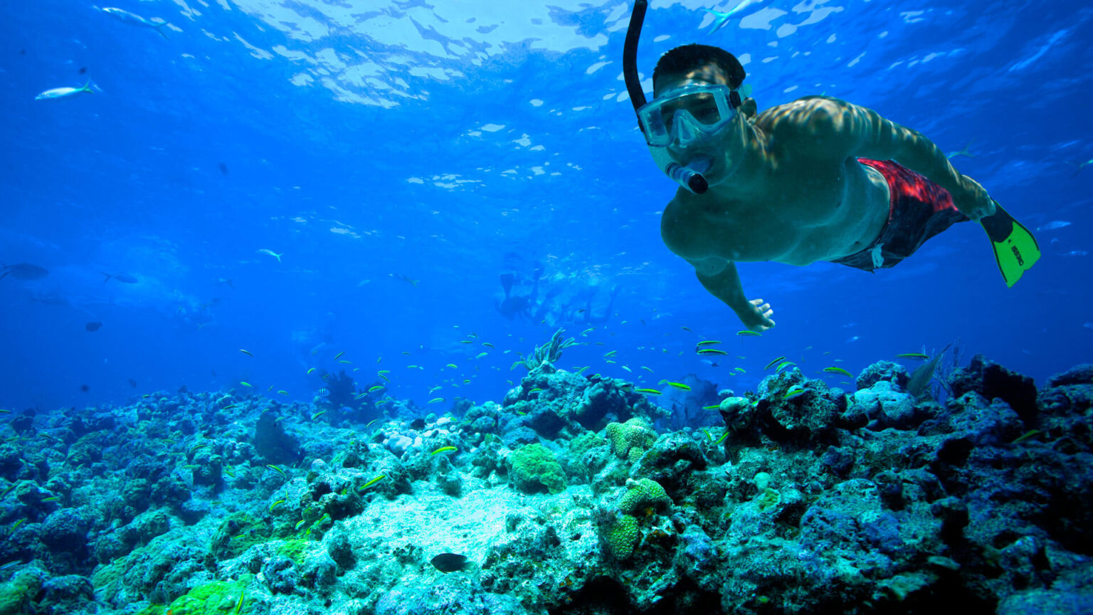 5 Reasons To Go Snorkeling in Grenada 2024 Guide EDM Chicago