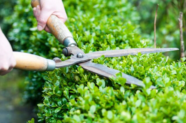 Bush Trimming