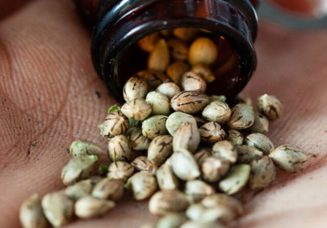 Cannabis Seeds