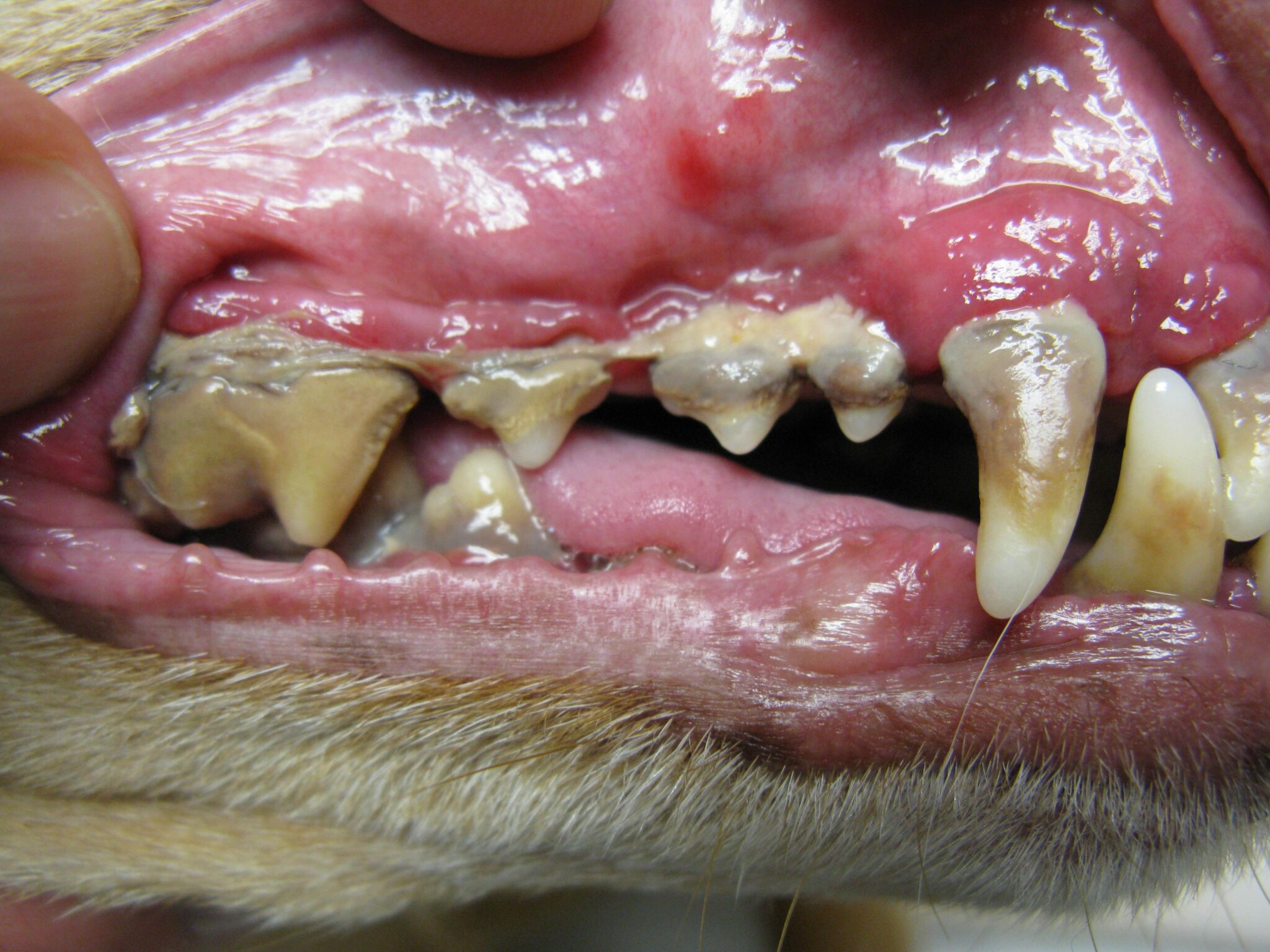 8 Common Cat Dental Problems and How to Deal with Them 2024 Guide