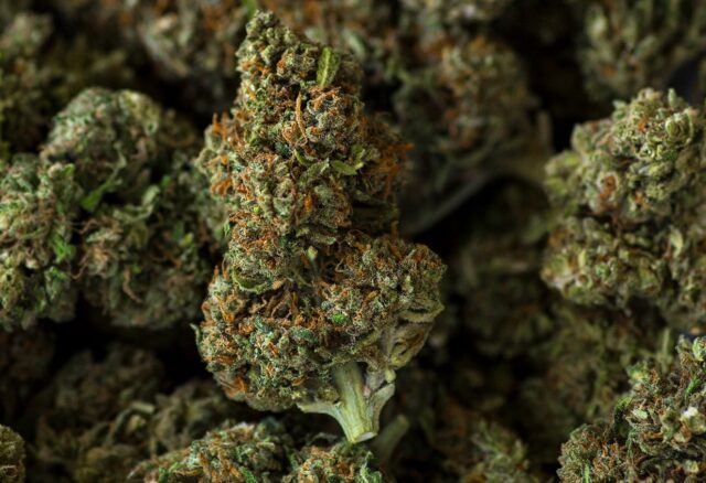 hemp flower