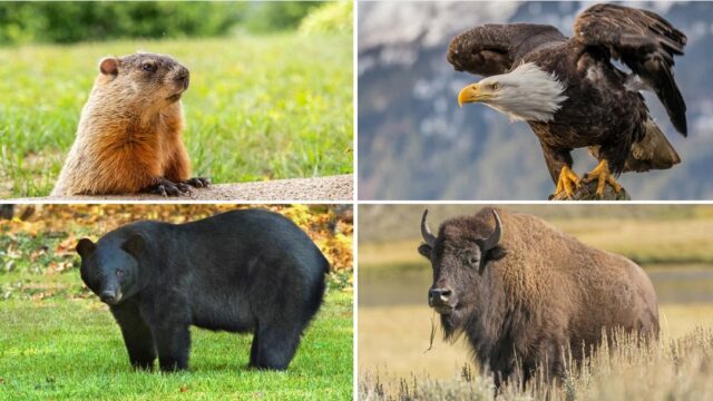 10 Fun Facts About American Animals - EDM Chicago 10 Fun Facts About American Animals - EDM Chicago