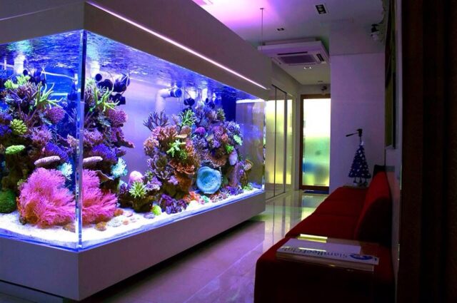 Home Fish Tank