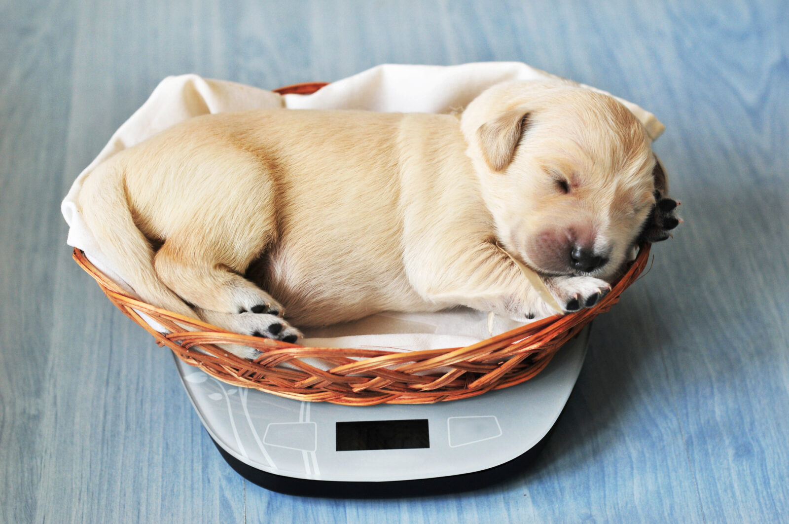How to Weigh a Dog at Home — All Pet Voices
