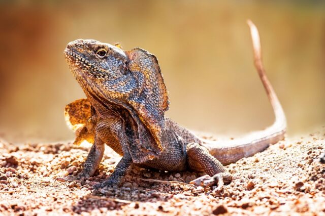 reptil