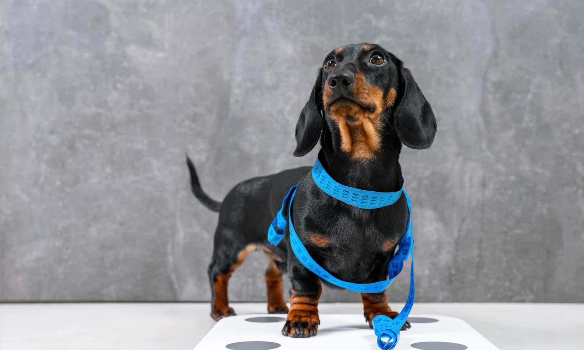 dog-food-for-weight-control-header