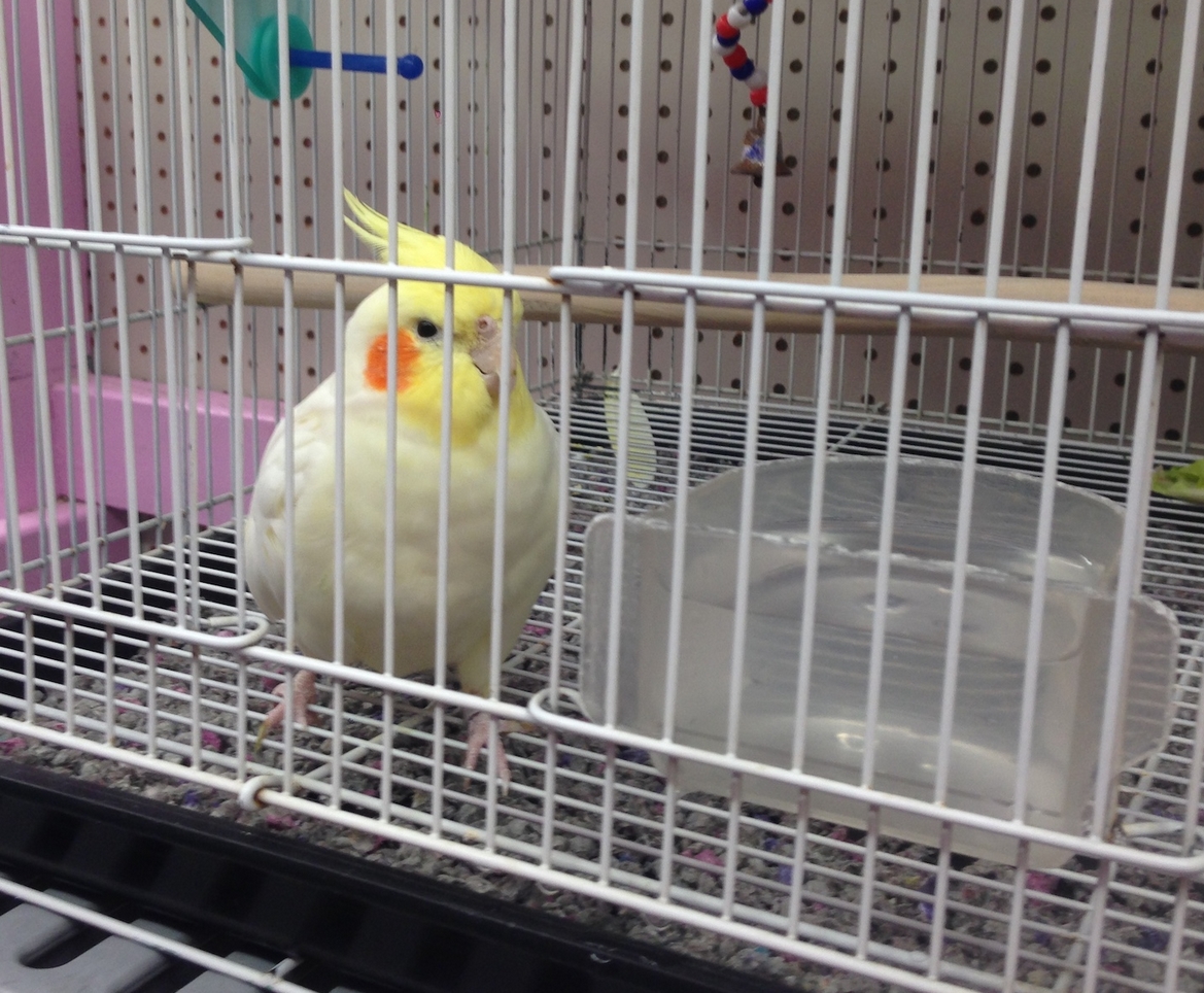 7 Things Every Pet Owner Should Know About Bird Boarding EDM Chicago