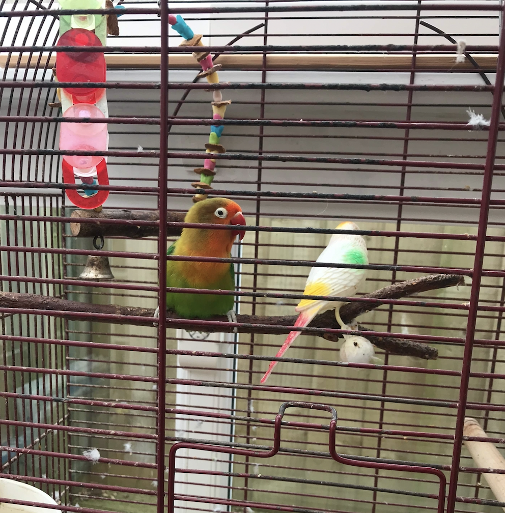 7 Things Every Pet Owner Should Know About Bird Boarding EDM Chicago