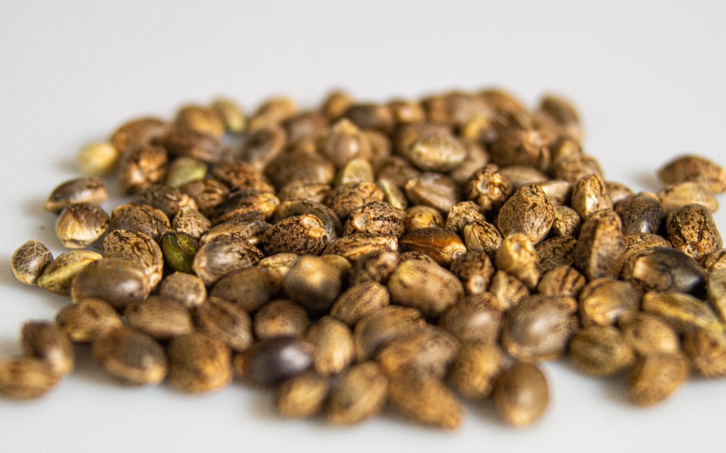 Store Cannabis Seeds