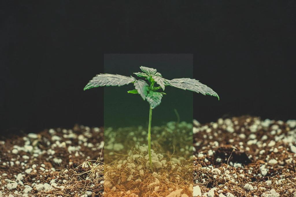cannabis plant
