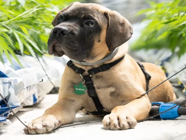cbd for dog