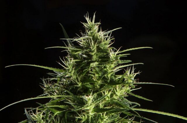 cbd
