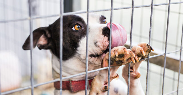 Choose A Kennel With Proper Fencing And Locks