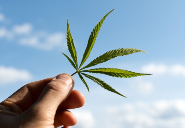 canabis-on-marijuana-field-farm-sativa-weed-hemp-hash-plantation