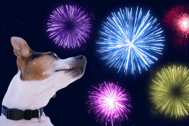 Dog for Firework Stress