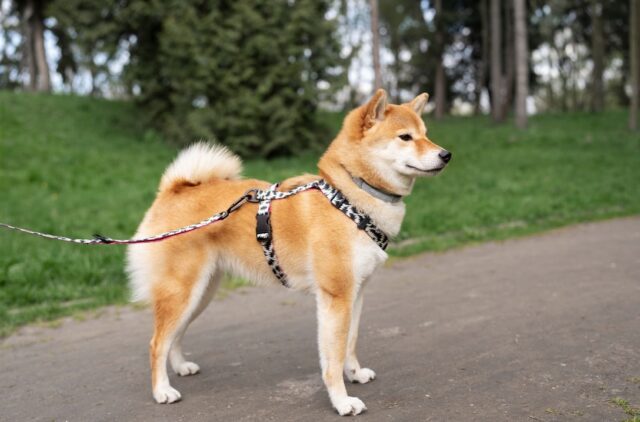 How to Properly Use and Adjust a Dog Harness Bundle