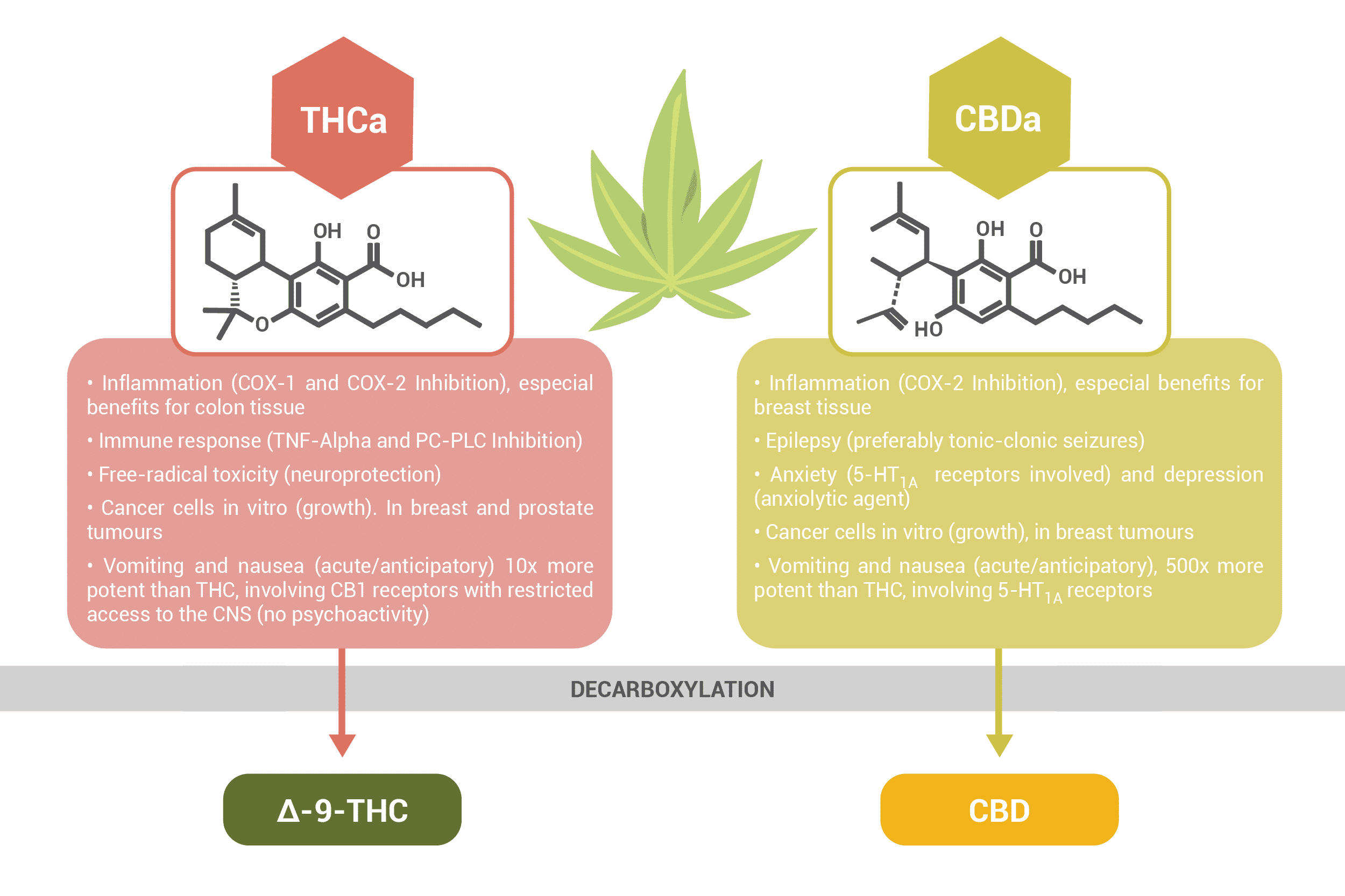 Beyond THC: Exploring The Power Of SativaAYX2